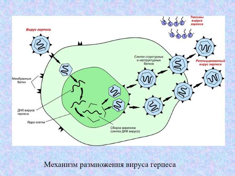 Механизм размножения вируса герпеса